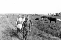 Luftwaffe personnel remove the body of Ted on a stretcher, the cows look on.