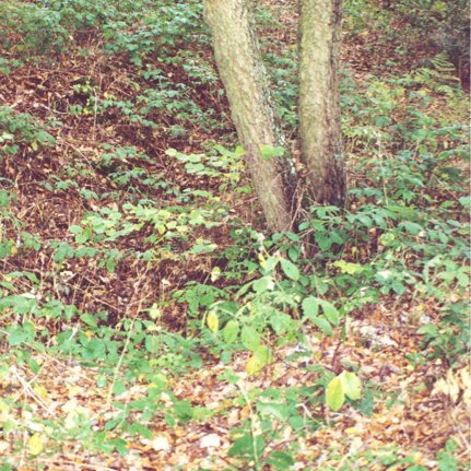 Crash site location of William Aggers P-47 “Thunderbolt. (Brownless)